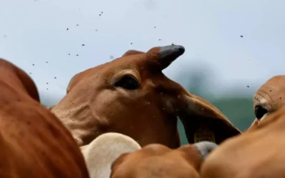 Avanza la lucha contra el gusano barrenador, pero aún sin fecha para reanudar exportaciones