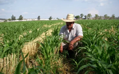 Se espera una derrama económica de 30 mil millones de pesos con la siembra de maíz: Gobernador Rocha.