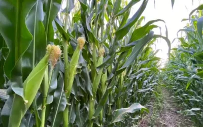 Agricultores de Sinaloa en incertidumbre ante falta de definición del precio del maíz