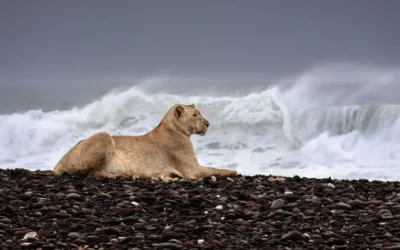 Los “leones marítimos” de Namibia: la increíble adaptación de los reyes del desierto al océano Atlántico