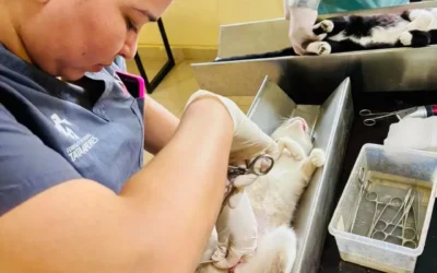 ¡Hay que ser responsables! Invitan a jornada de esterilización sin costo, la cita es este domingo en Icatsin Guasave