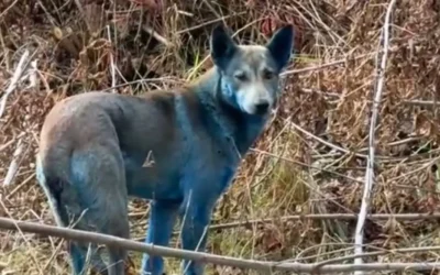 Aparecen ‘perros azules’ en Chernóbil y desconciertan a la comunidad científica