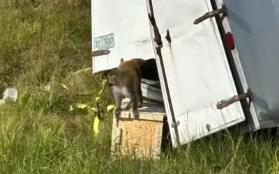 Tres monos de laboratorio escaparon luego de que se volcara el camión que los transportaba en Mississippi