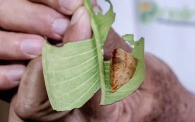 Alertan por presencia de la “oruga peluche” en Jalisco: evita tocarla, su veneno es peligroso