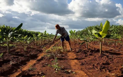 Agricultores sinaloenses trabajan “tablas” ante altos costos y bajos precios del maíz