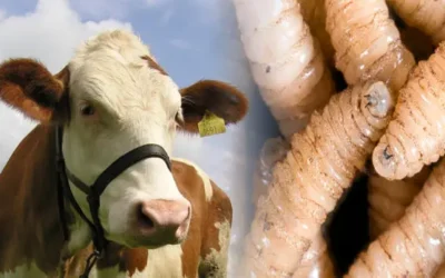 Sinaloa refuerza acciones para prevenir el gusano barrenador