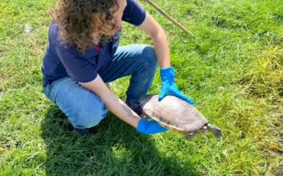Hospital de Fauna del Gran Acuario Mazatlán, en tan solo 2 años, ha atendido y rehabilitado a más de 700 animales silvestres en el norte del país, la mayoría víctimas de tráfico: AZCARM.