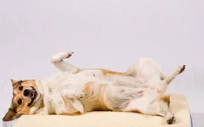 La esterilización impacta positivamente en mascotas, necesitando continuar informando: Amigos Animalistas A.C.