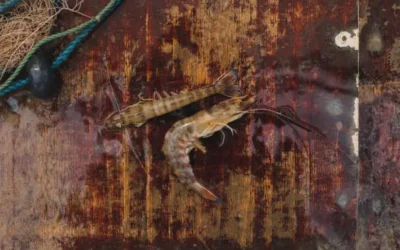 Pescadores de Altata esperan disminución de temperaturas para la captura del camarón café: dirigente