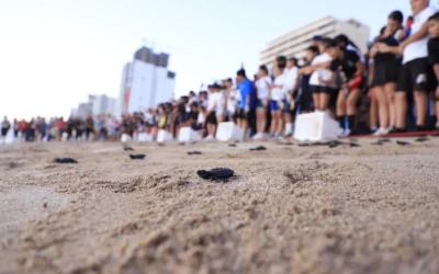 Niños del Cabildo Infantil 2025 y de la escuela Salvador Allende liberan tortugas al mar