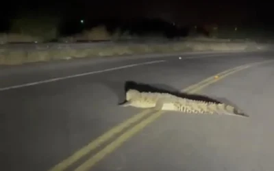 Profepa realizará operativo para reubicar cocodrilo avistado en la Laguna de Guasave.