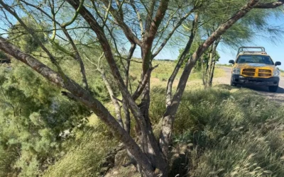 “Primero la vida humana”: Protección Civil actuará para capturar cocodrilo en Guasave.