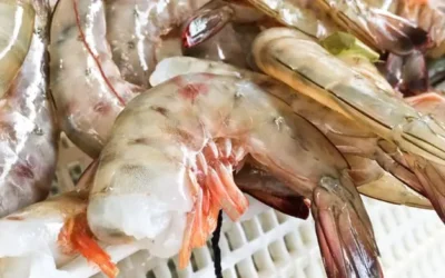 Con solo dos entregas, pescadores de Jitzamuri enfrentan fuerte caída en la producción de camarón