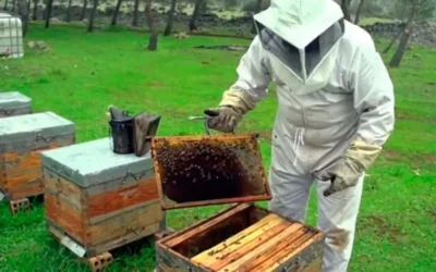 Apicultores de Culiacán se preparan para la temporada y prevén mejor demanda de productos