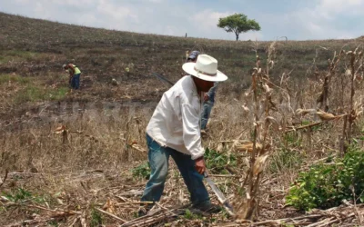 COUC pide mayor equilibrio en representación internacional del campo sinaloense