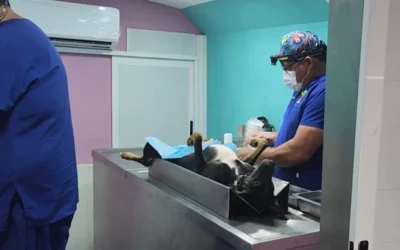 CESPEGA regresará a Elota con nueva jornada de esterilización .