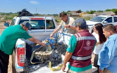 Un cocodrilo de casi tres metros, fue capturado y liberado por PC Municipal y GEPA