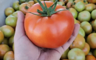 Investigadores de UAS trabajan en un proyecto para ayudar en el cuidado postcosecha del tomate con compuestos naturales y evitar la podredumbre