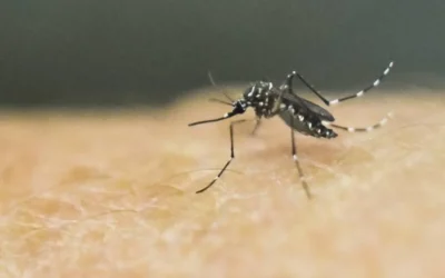 Aunque México va a la baja en los casos de dengue, Sinaloa se encuentra en el tercer lugar a nivel nacional con más casos registrados durante 2025