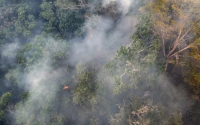 La Amazonia pierde diversidad evolutiva por la acción humana, advierte estudio presentado en la COP30