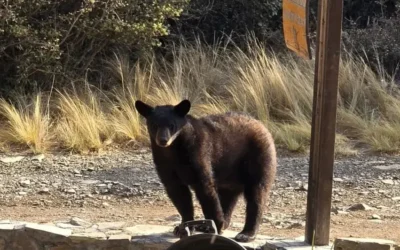Ataques de osos rompen récord en Japón; gobierno convoca a cazarlos