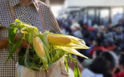 Advierte la AARC incertidumbre por falta de precio oficial del maíz en Sinaloa