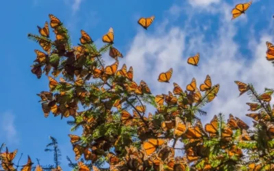 Llegan las mariposas monarca a México: estos son los santuarios para verlas
