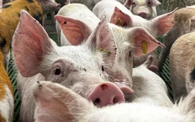 Cataluña enfrenta un brote de Peste Porcina Africana tras 30 años y México cierra importaciones