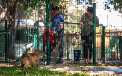 Los nuevos capibaras del Zoo Culiacán ya están en manos de niñas y niños para elegir su nombre