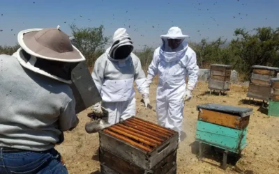 Los Apicultores de Culiacán mantienen expectativas positivas para 2026