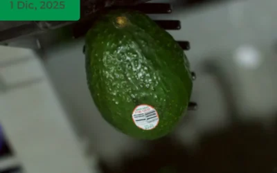 Descartan en APEAM supuesta autorización para exportar aguacate producido en Nayarit.