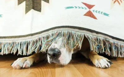 Pirotecnia provoca graves daños físicos y emocionales en perros: veterinaria.