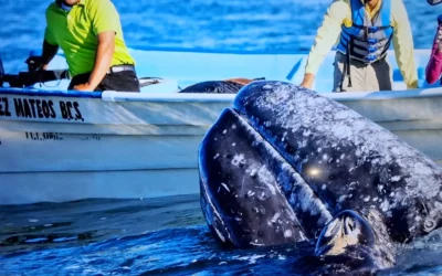 Denuncian recorridos ilegales de avistamiento de ballenas en Mazatlán
