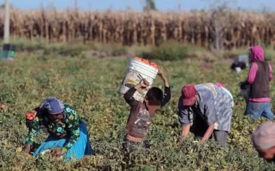 Campos agrícolas se declaran listos para recibir a familias jornaleras en el valle.
