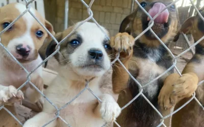 “No se queden callados, los animales tienen derechos”: animalista llama a denunciar casos de maltrato