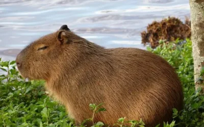 Llegan dos capibaras al Zoológico de Culiacán para celebrar la Navidad.