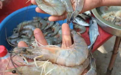 Producción de camarón azul cae 80 % en el Jitzamuri durante 2025: así cierran el año los productores