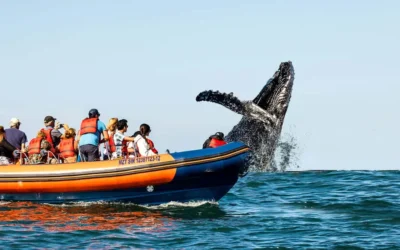 ¡Es hoy! Este lunes inicia la temporada de avistamiento de ballenas en Mazatlán