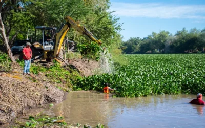 Ayuntamiento realiza acciones de limpieza y retiro de lirio acuático en el Río Humaya.