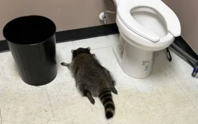 Un mapache se emborracha en una licorería en Virginia: fue hallado desmayado en el suelo del baño