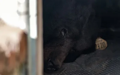 Cámaras de vigilancia captan a un oso negro viviendo en el sótano de una casa en California