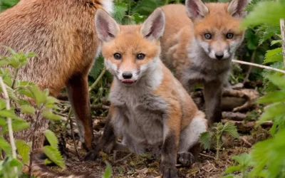 Zorros “amigables” se vuelven virales en redes: esto dice la ciencia sobre su domesticación