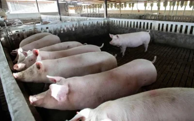 Organizaciones agrarias en España piden sacrificar 40 mil cerdos y jabalíes por la peste porcina