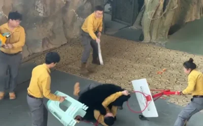 Graban momento en que un oso ataca a su entrenador durante espectáculo en un zoológico