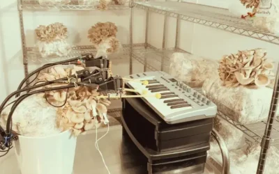 Música hecha por hongos y plantas: así funciona el proyecto Bionic and the Wires