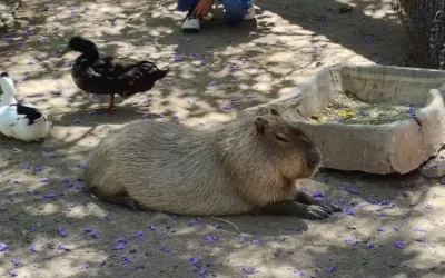 Cierran de forma temporal zoológico de León por seguridad de animales