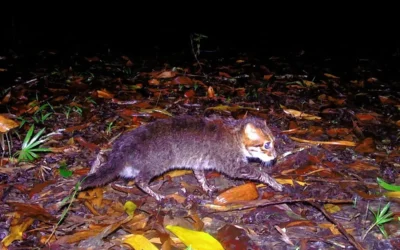 Redescubren en Tailandia a un gato de cabeza plana que se creía extinto