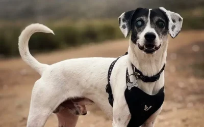 Borges, el perro que se quedó ciego y una campaña por él contra la pirotecnia