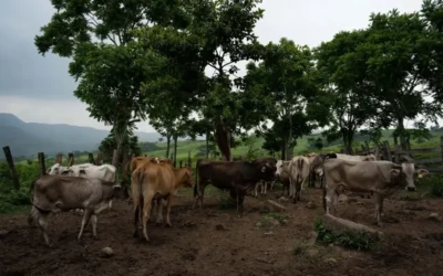 Perros entrenados detectan posibles casos de gusano barrenador