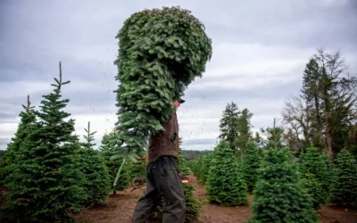 La batalla silenciosa de los árboles de Navidad reales frente a los artificiales